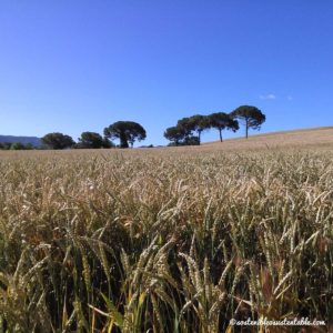 Campo de trigo en el Medio Ambiente ecológico
