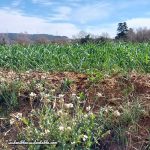 La agricultura regenerativa: Regeneración del suelo